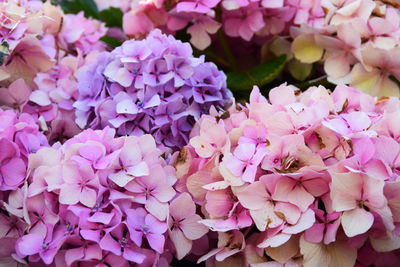 Full frame shot of purple flowering plants