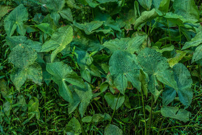 A grouping of broadleaf arrowhead plants growing in shallow water at the wetlands on a sunny day 