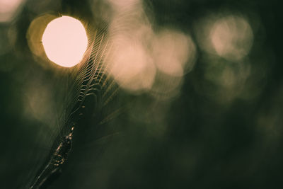 Close-up of spider on web