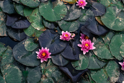 High angle view of pink flowering plant