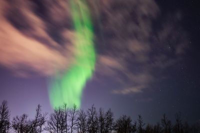 Low angle view of trees against sky at night