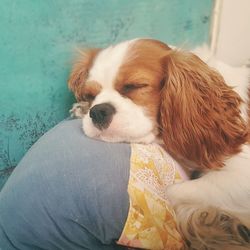 Close-up of dog looking away