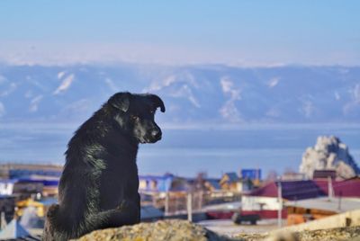 Dog sitting on rock