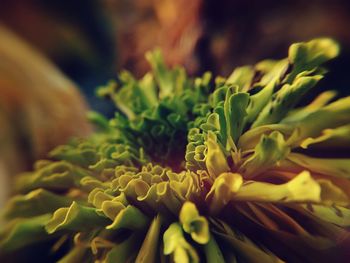 Close-up of yellow flower