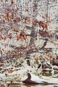 Close-up of plants in lake