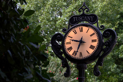 Close-up of clock on tree