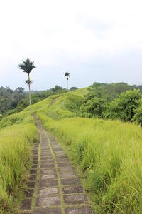 Scenic view of grassy field against sky