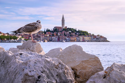 Seagull perching on rock by sea against sky