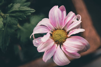 Close-up of pink flower