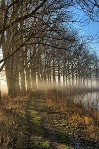 Bare trees in forest