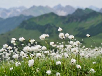 White flowering plants on field