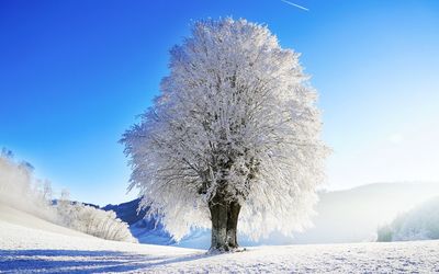 Snow covered trees against sky