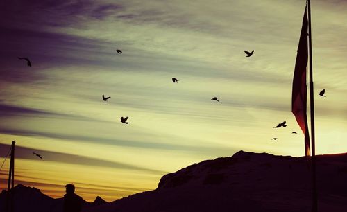 Low angle view of bird flying over the sky