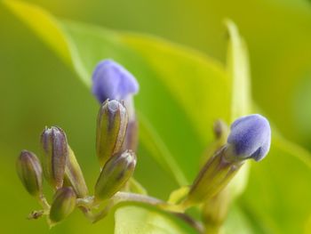 Close-up of flower buds growing outdoors