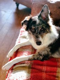 Portrait of dog sitting on bed at home