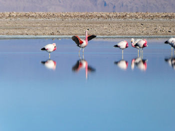 Flamingo stretching its wings in reflective water