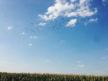 Low angle view of birds flying in sky