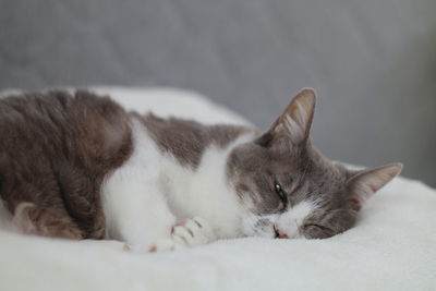 Close-up of cat resting on bed