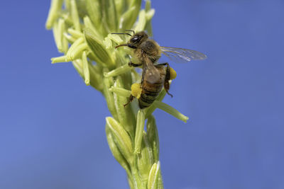 Honey bee collecting pollen off of a corn tassel