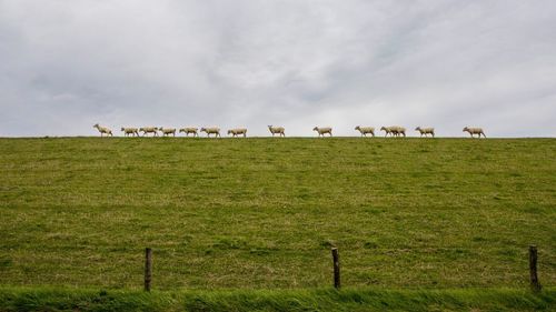 Cows grazing on field against sky