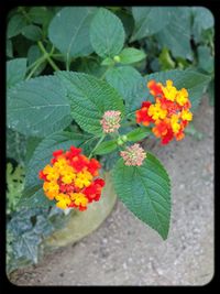 Close-up of red flowers