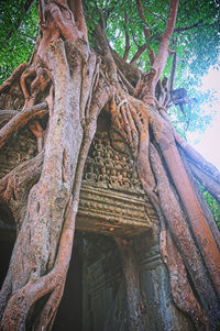 Low angle view of old tree trunk