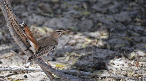 Close-up of bird perching on ground