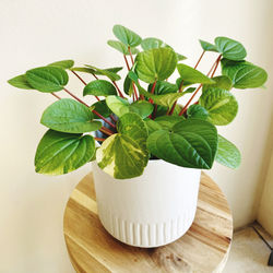 Close-up of potted plant on table at home