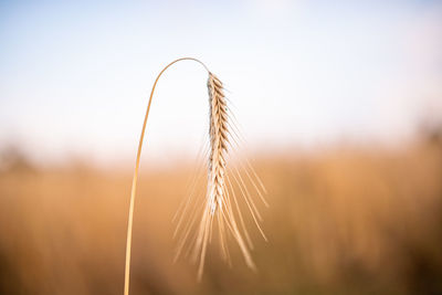 Close-up of stalks in wheat field against sky