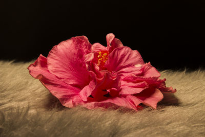 Close-up of pink flower over black background