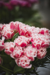 Close-up of pink roses