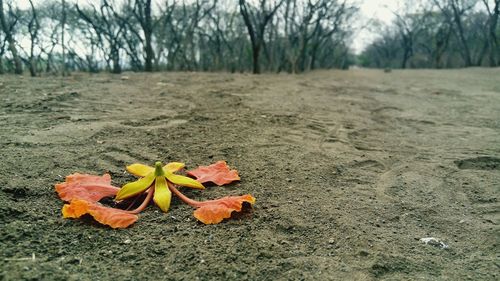 Flowers growing on tree