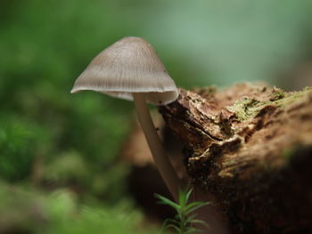 Close-up of mushroom