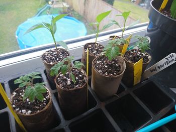 High angle view of potted plants in greenhouse