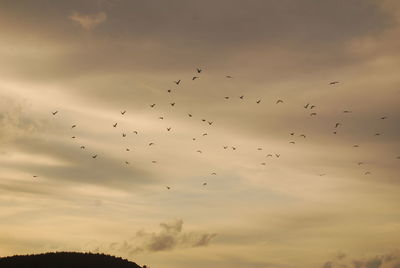 Low angle view of birds flying in sky