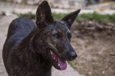 Close-up of a dog looking away