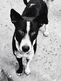 High angle portrait of dog standing outdoors