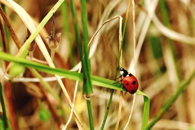 Close-up of ladybug on grass