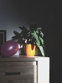 Close-up of potted plant on table