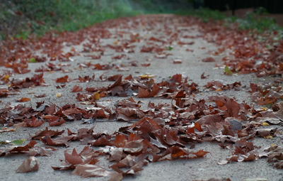 Close-up of dried leaves on footpath