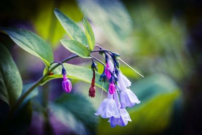 Close-up of purple flower