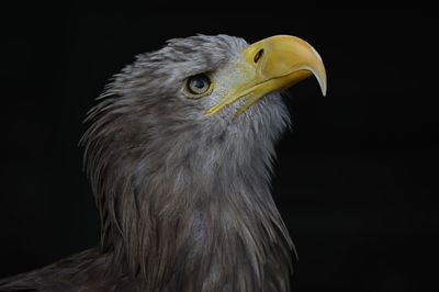 Close-up of eagle