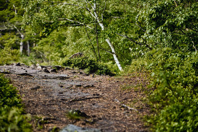 Plants in a forest