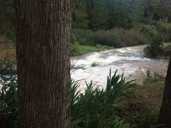 Scenic view of waterfall in forest