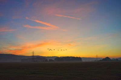 Birds flying over field during sunset