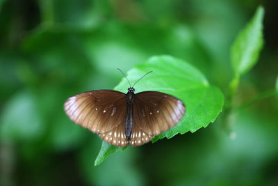 Close-up of butterfly on leaf