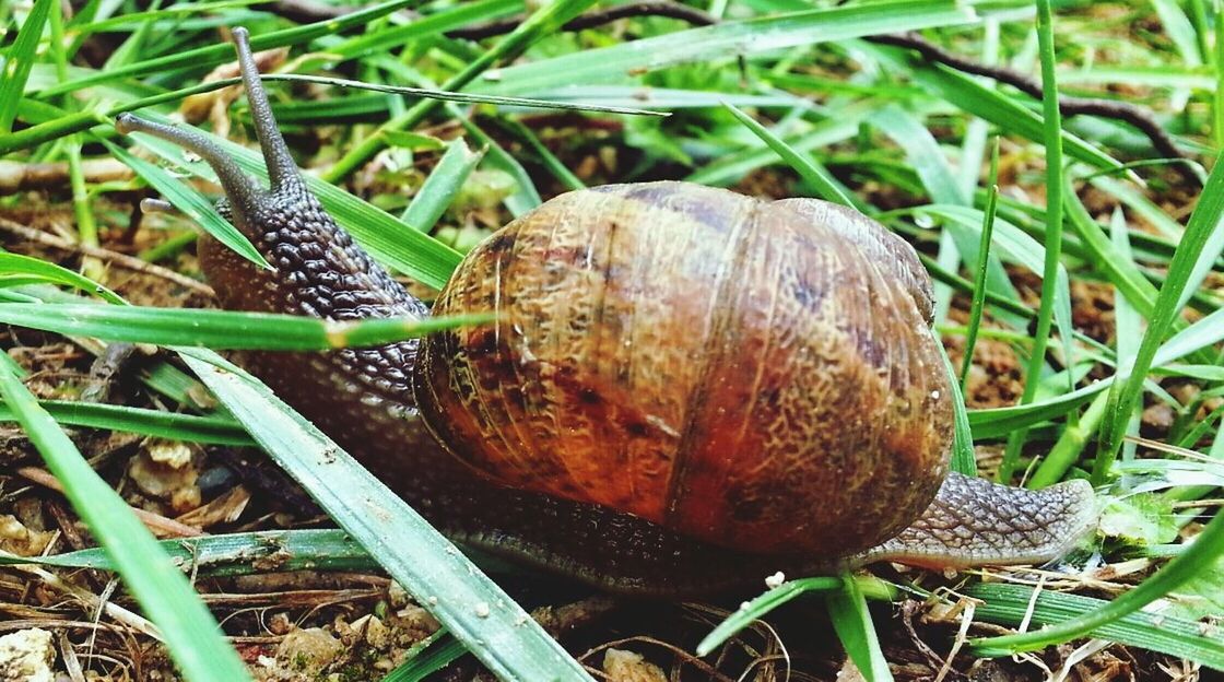 animal themes, animals in the wild, one animal, wildlife, grass, snail, animal shell, field, close-up, nature, shell, outdoors, plant, day, high angle view, grassy, mollusk, animal antenna, no people, full length