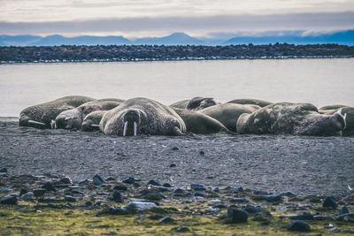 Walruses relaxing on shore at beach