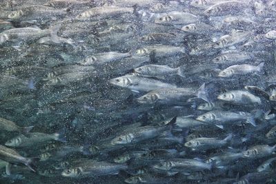 Close-up of fish underwater