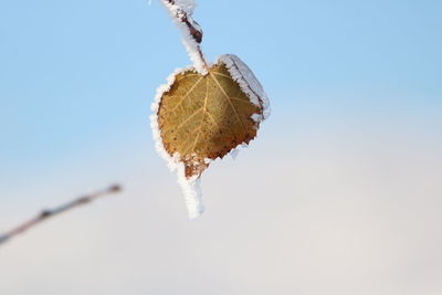 Low angle view of plant against clear sky